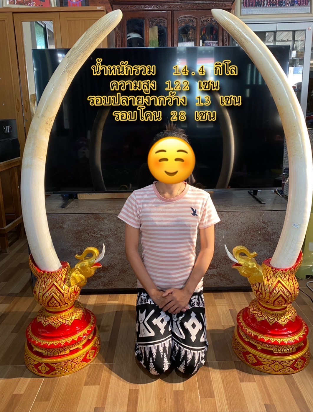 งาคู่ ความสูง 1 เมตร 22 เซน