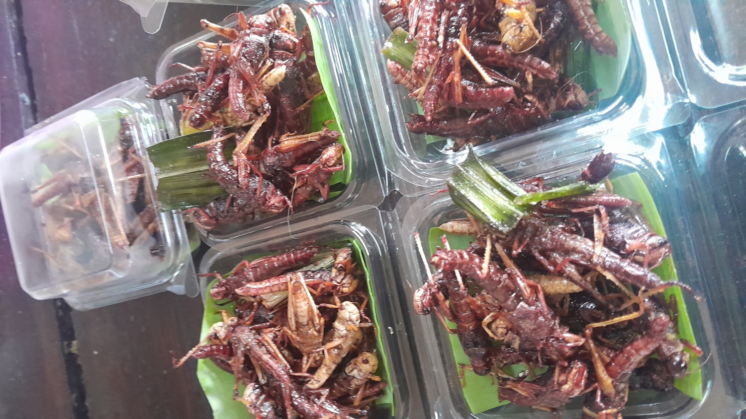 ตั๊กแตน