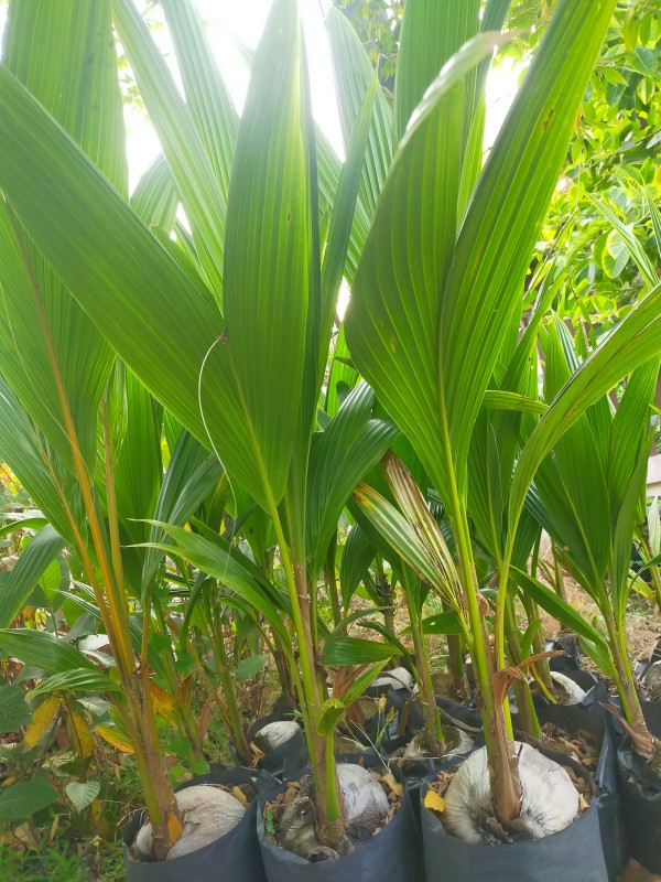 ต้นมะพร้าวน้ำหอมเตี้ย