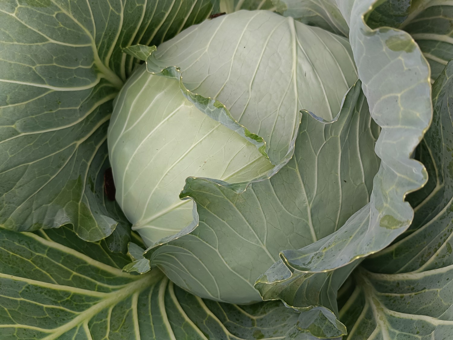 กะหล่ำปลี