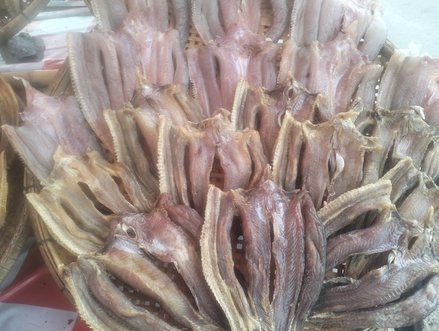 ปลาช่อนแดดเดียว