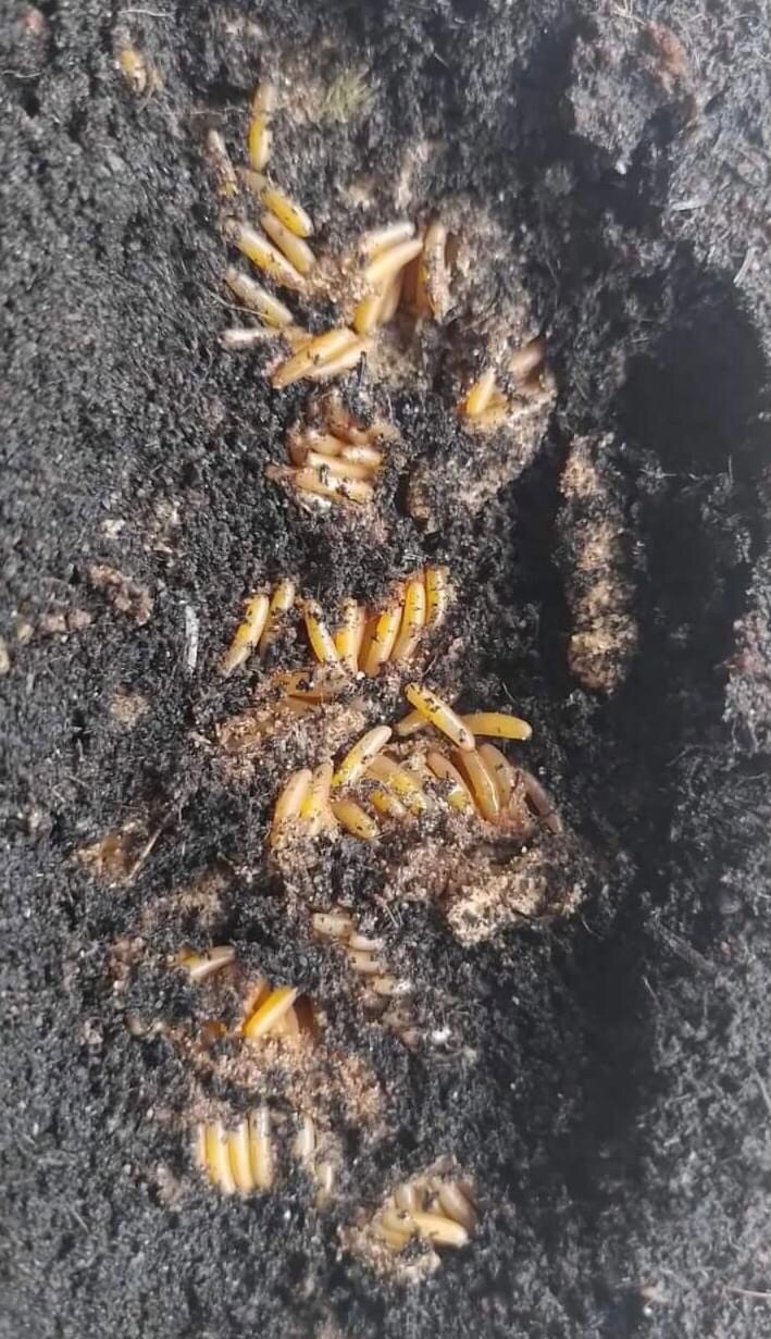 ณรงค์ ชอปปิ้ง