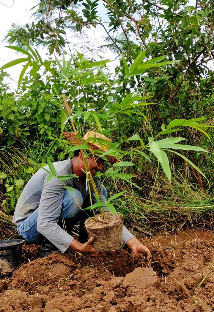 ไผ่ซางหม่น