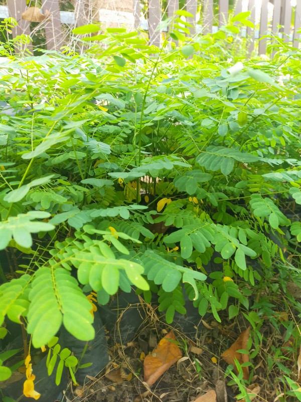 พันธุ์ผักอิหล่ำ