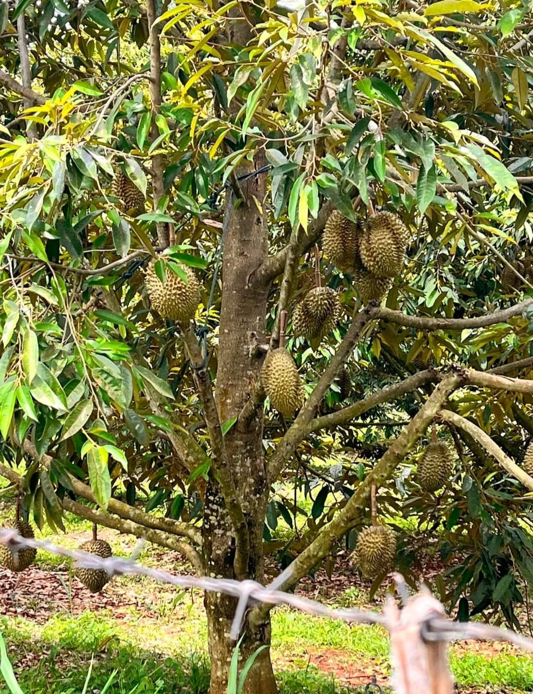 ทองมีการเกษตร