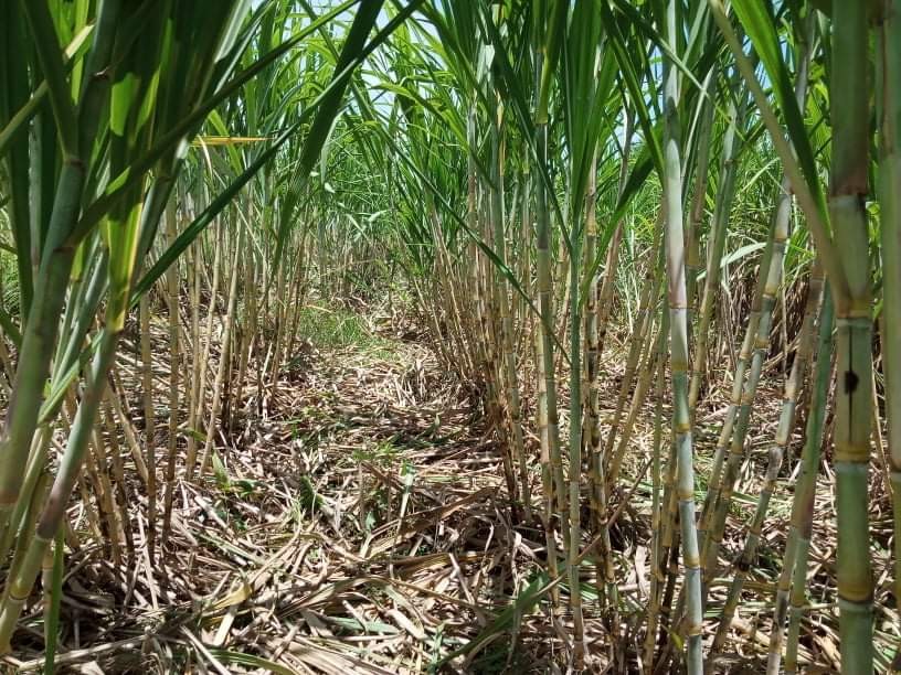 อ้อยคั้นน้ำสุพรรณบุรี50