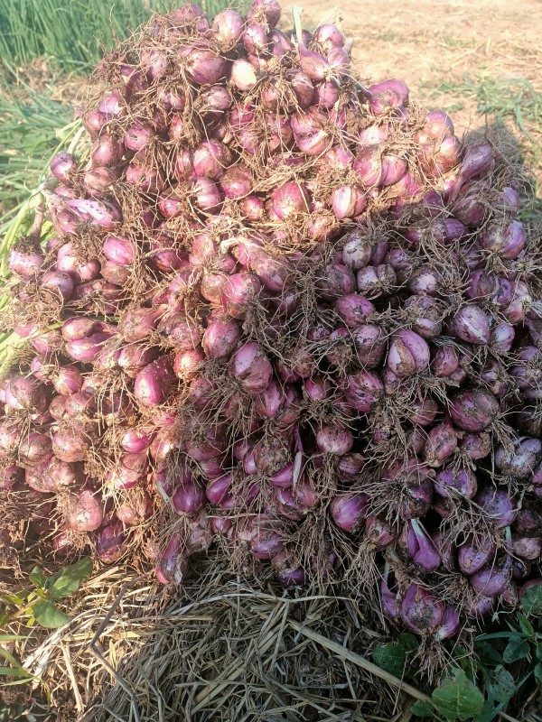 ก้านเหลืองการเกษตร