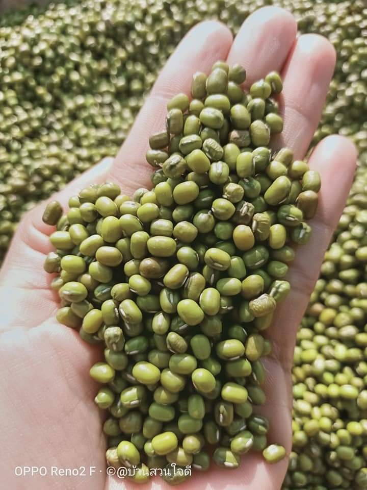 เมล็ดถั่วเขียว