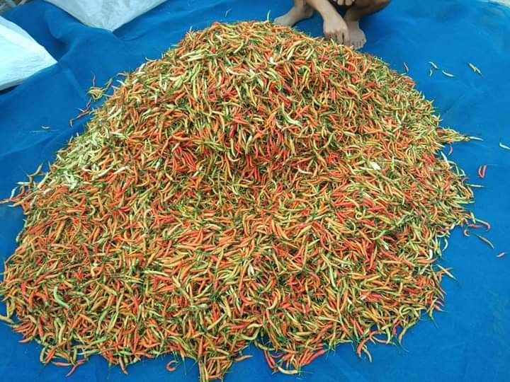 พริกสด พริกแห้ง