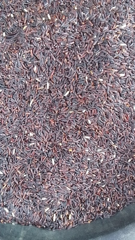 ข้าวมะลินิลสุรินทร์