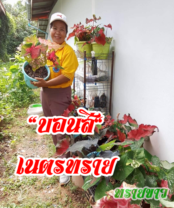 บอนสี เนตรทราย ทรายขาว