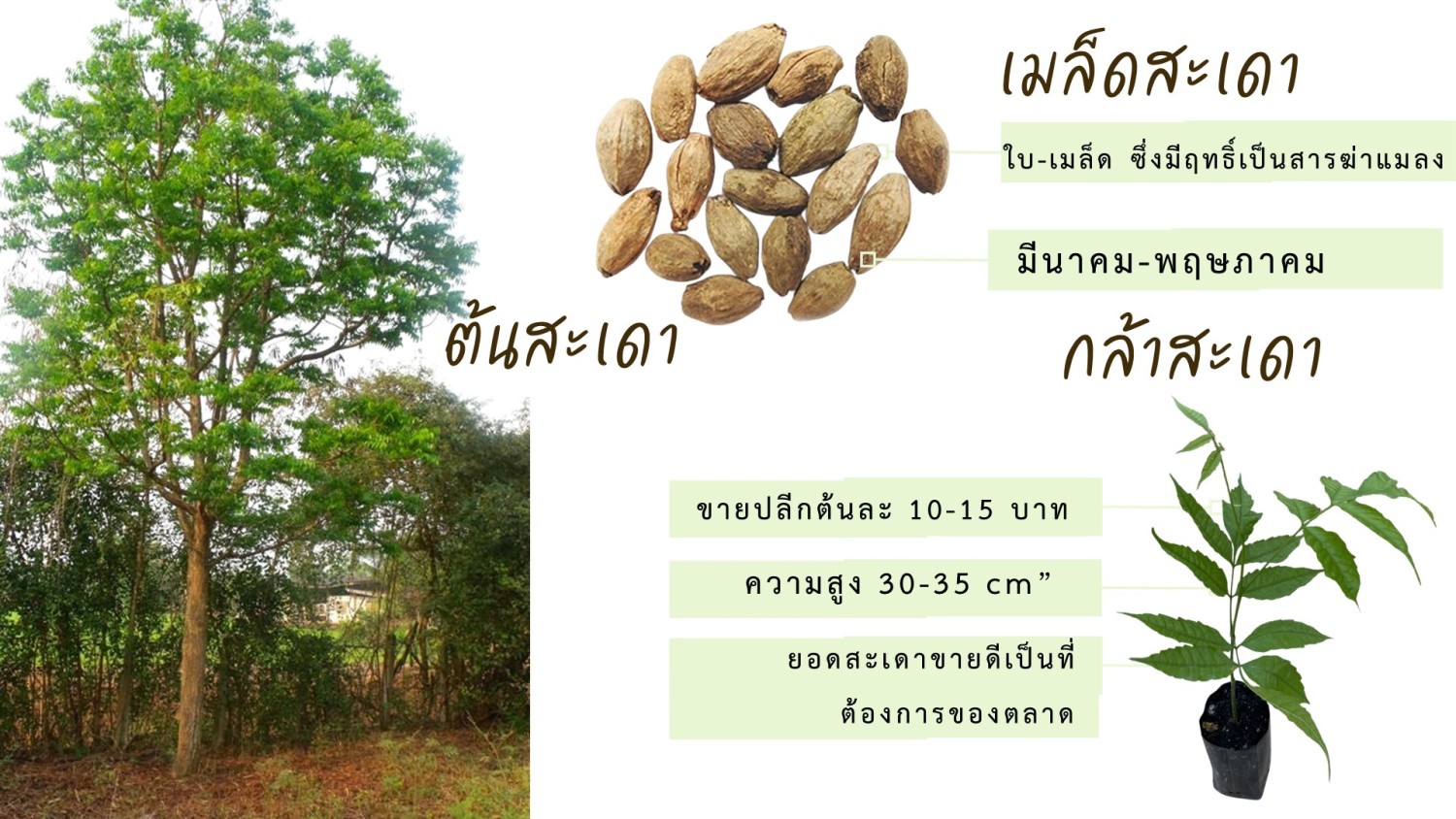 กล้าสะเดา