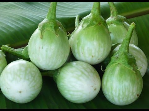 มะเขือเปราะ