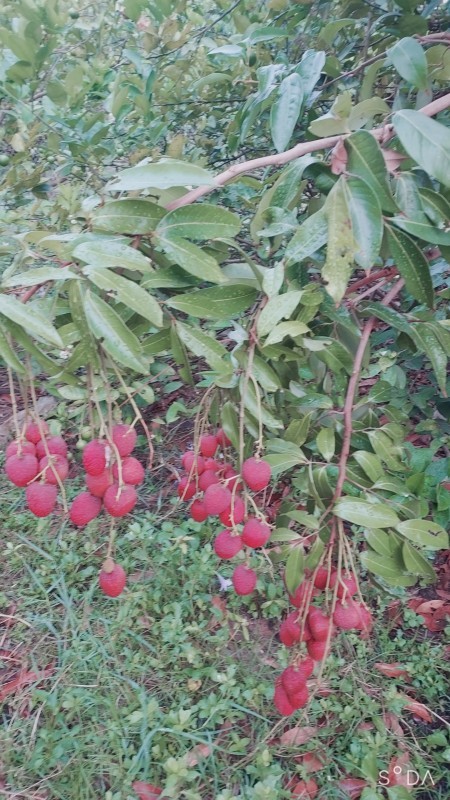 ลิ้นจี่