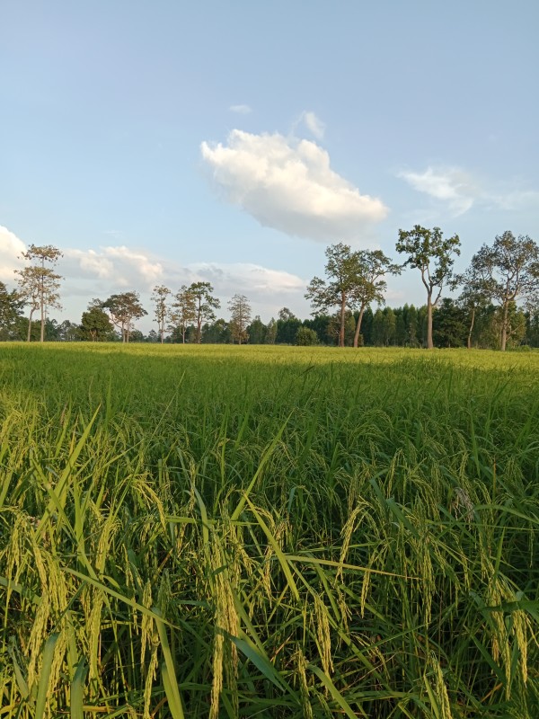 อัมพกา ข้าวอินทรีย์