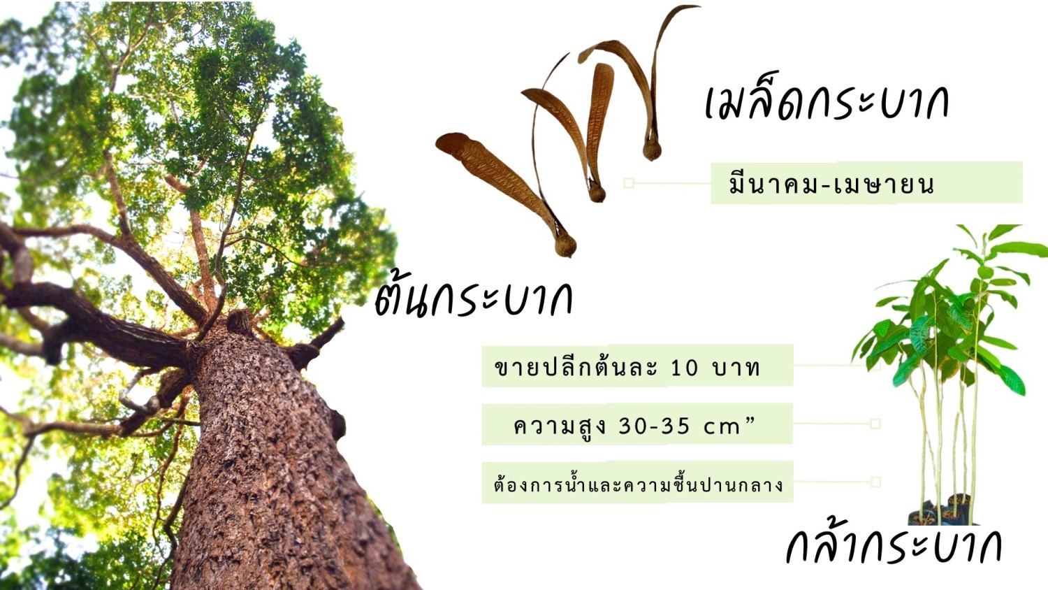 กล้ากระบาก