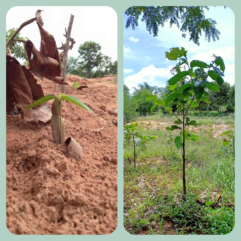 สวนบ้านป่า