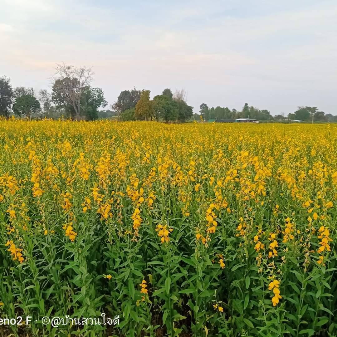 ปอเทือง 1 ตัน