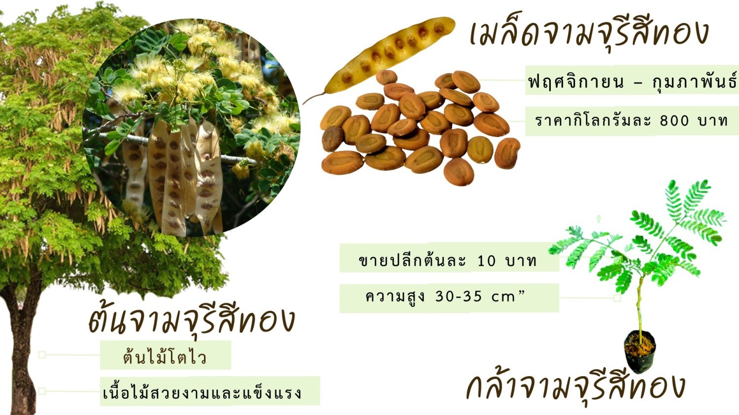 กล้าจามจุรีสีทอง