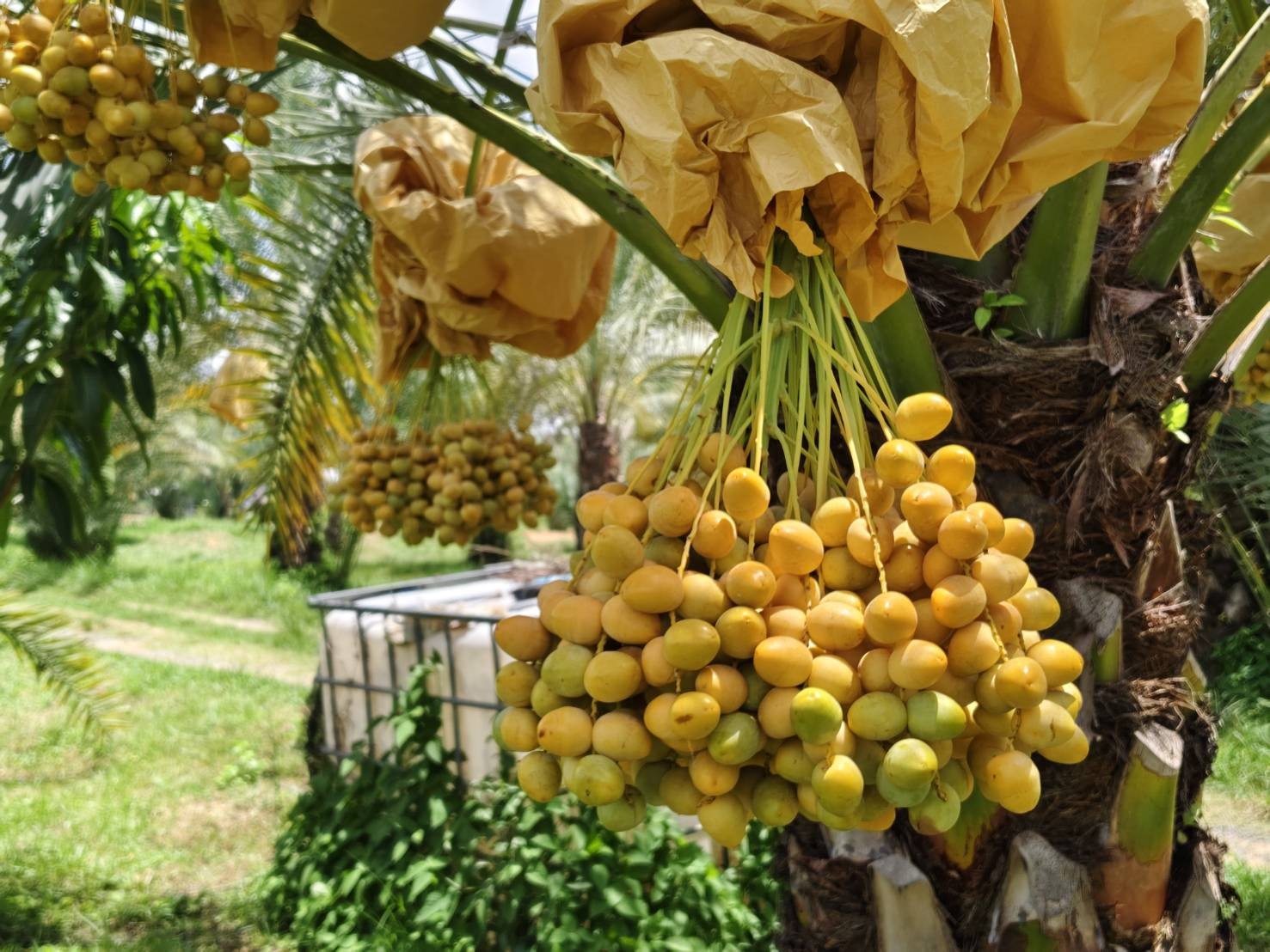 อินทผลัม