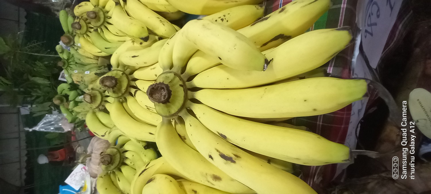 สวนกล้วยหอมและพันธุ์ไม้บ้านไพล