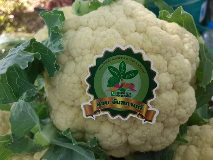 ดอกกระหล่ำ