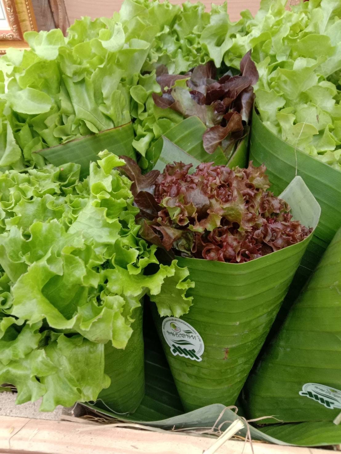 ผักอินทรีย์