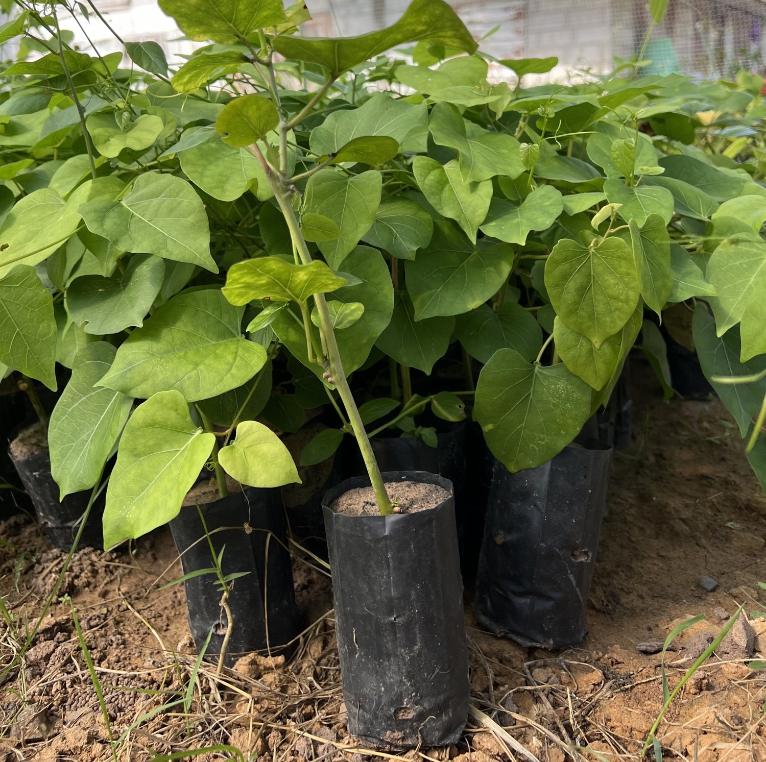 ต้นพันธุ์ผักสาบผู้ใหญ่วุฒิชัย