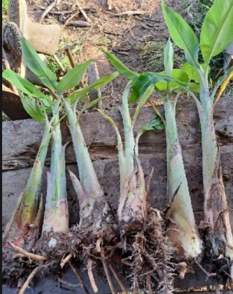 หน่อกล้วยน้ำว้า