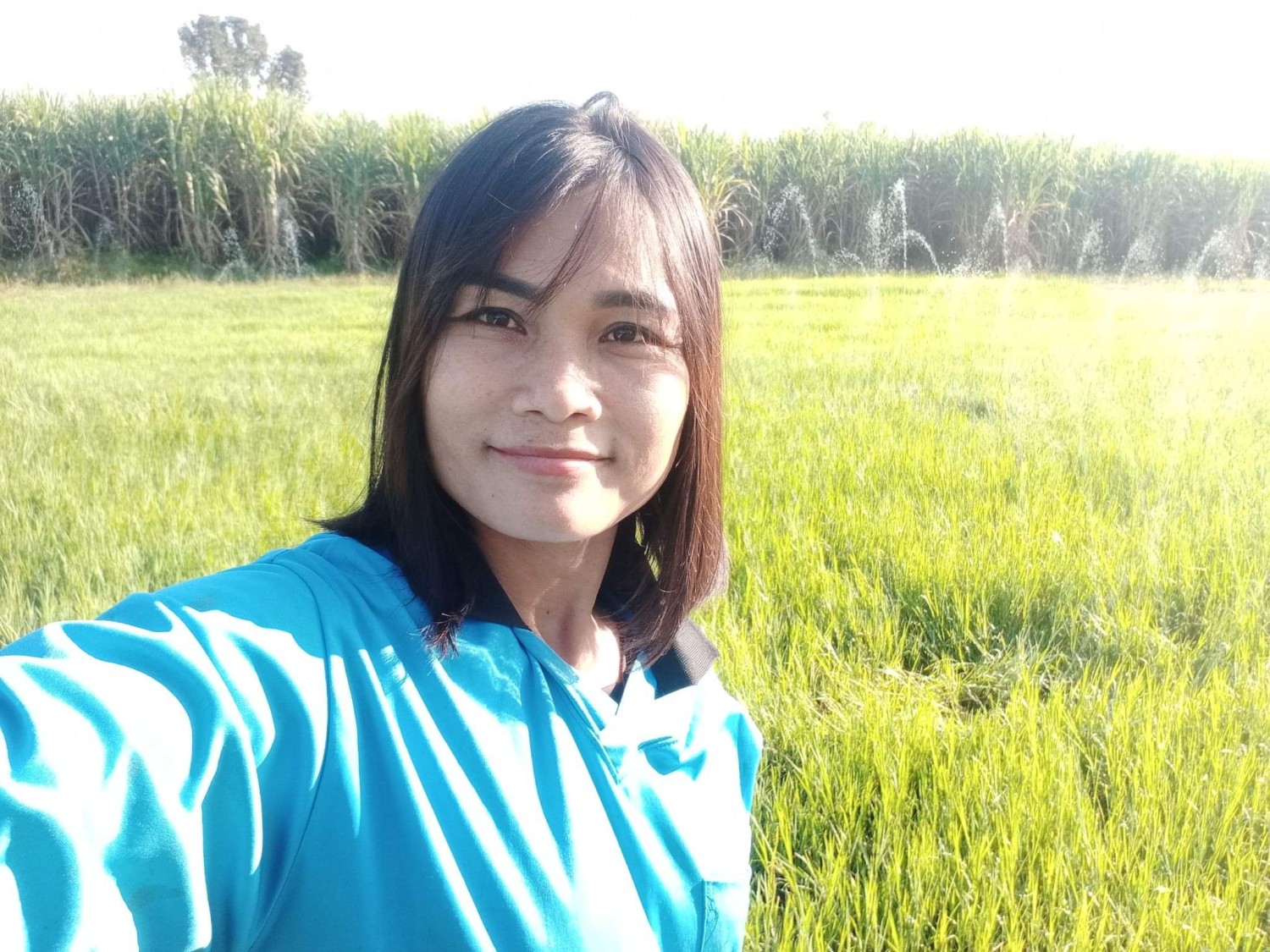 ทิวากรพันธ์หญ้า