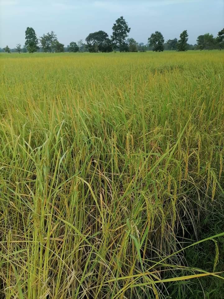 ข้าวหอมมะลิ