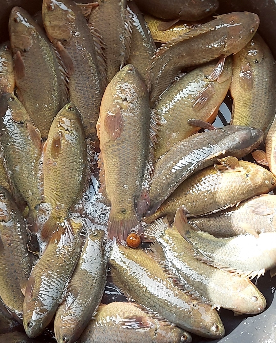 สายัณห์