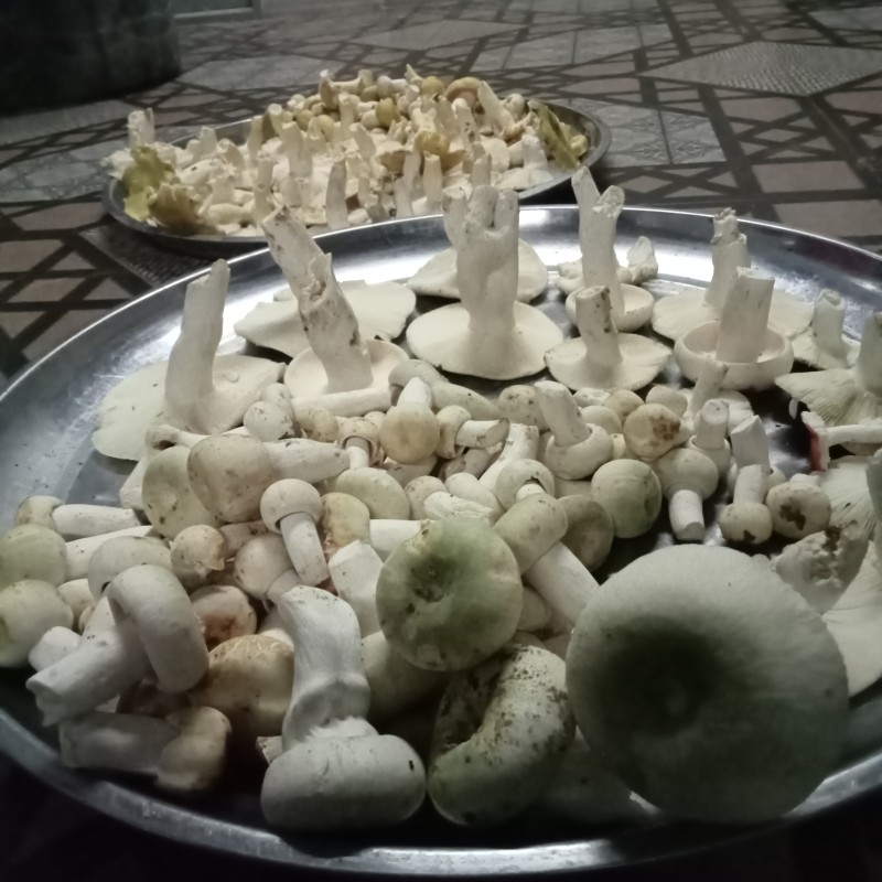 เห็ดระโงก