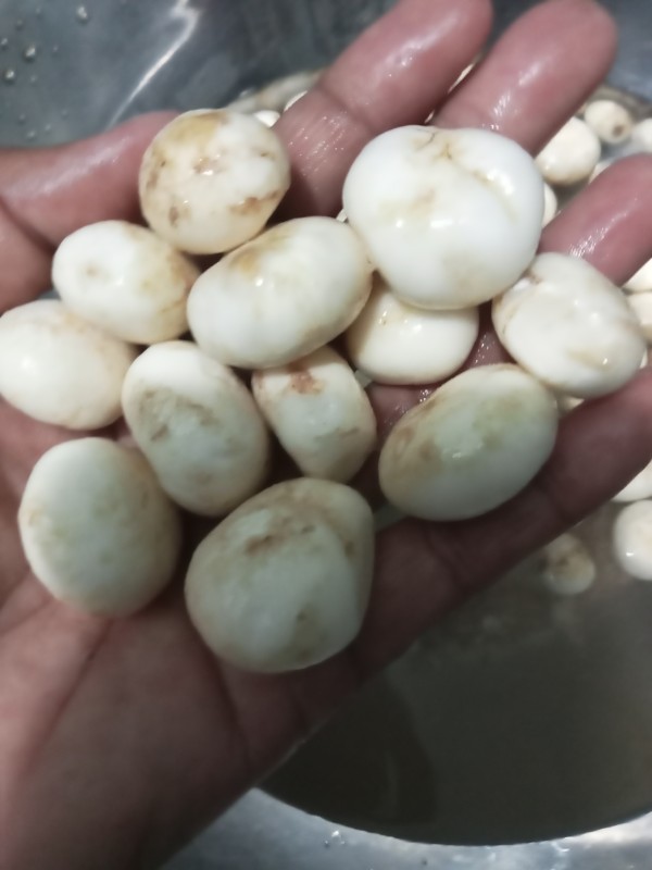 เห็ดเผาะ