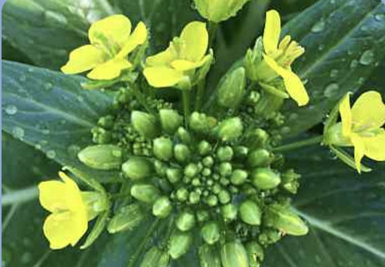 กลุ่มเกษตรอินทรีย์วิถีโนนกลาง