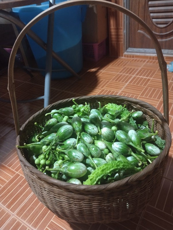 มะเขือตอปิโด