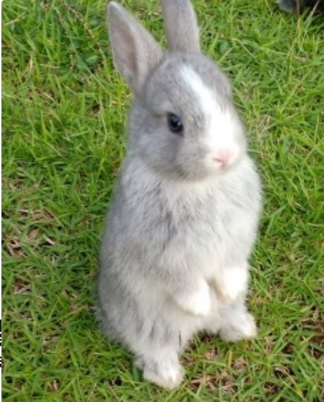 สัตว์เลี้ยง