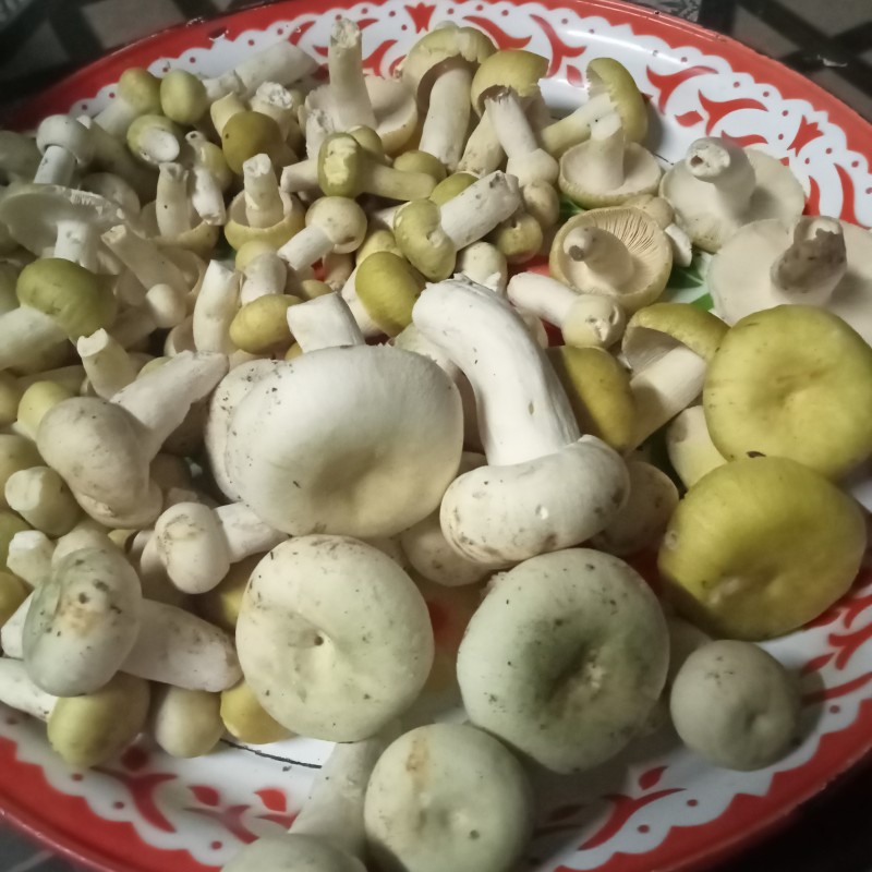 สวนเห็ดทัศนัย