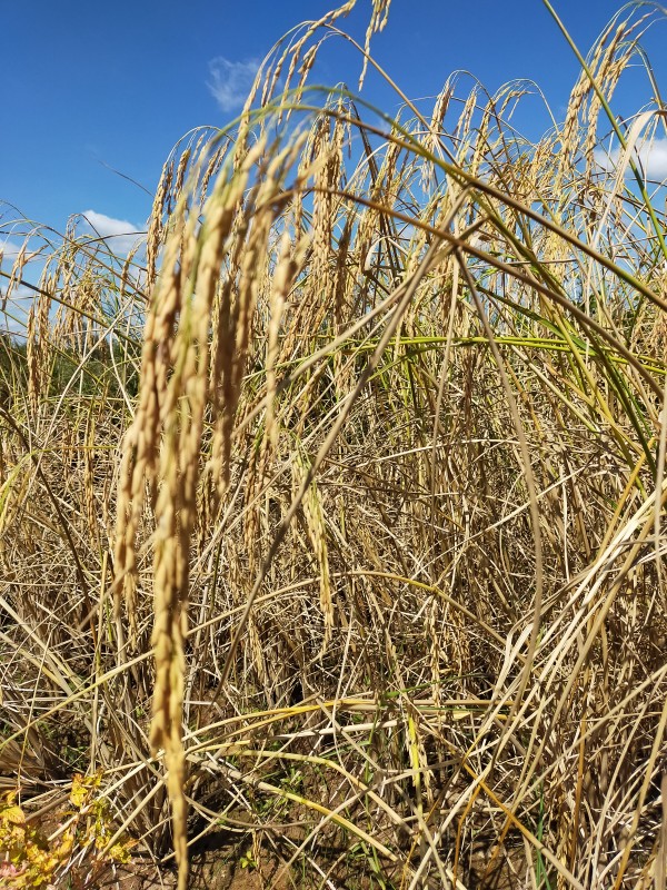 ข้าวหอมอิ่มสุข