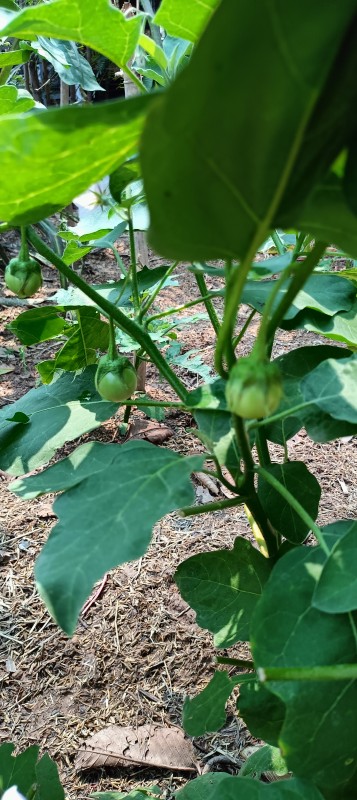 ผักปลอดภัย