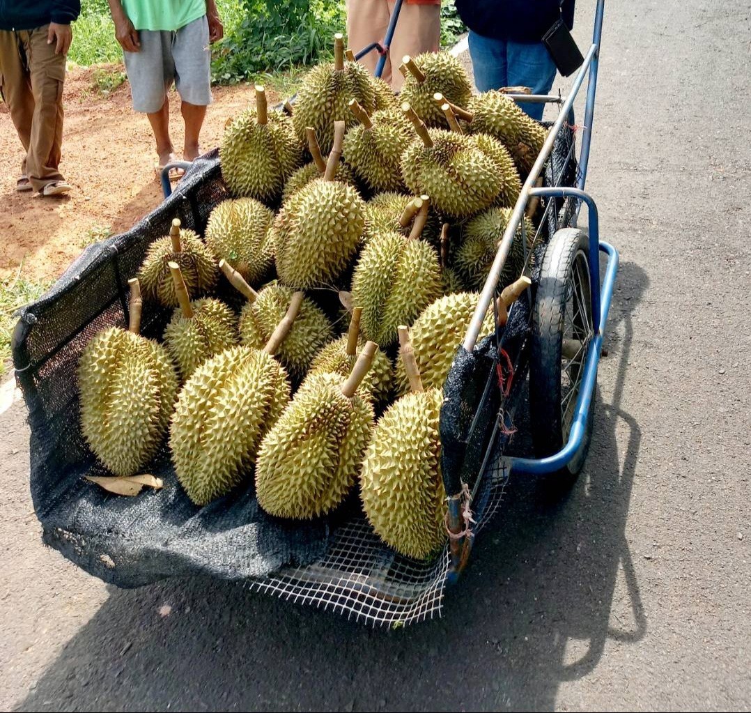 ทุเรียน