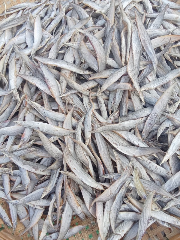 ปลาหลดตากแห้ง