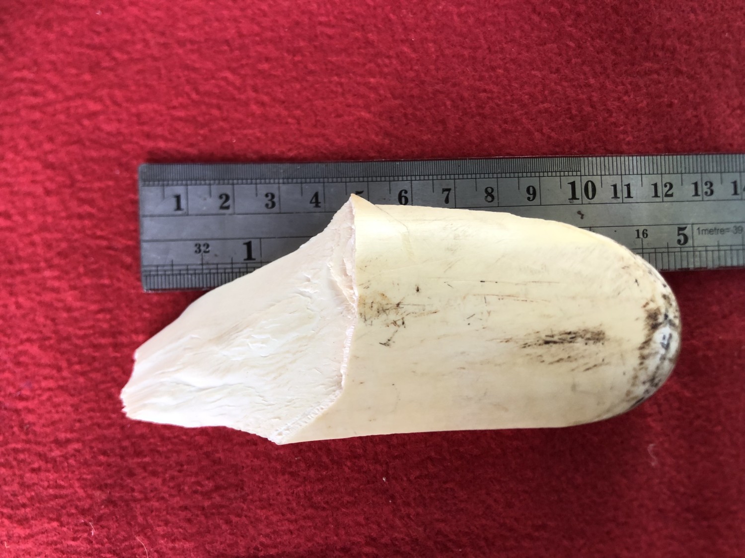 งากระเด็น