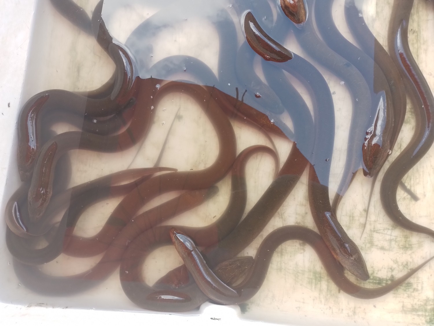 ปลาไหลธรรมชาติ