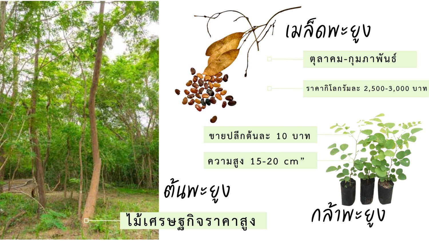 กล้าพะยูง