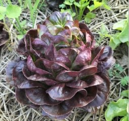 วิสาหกิจชุมชนโดยจาแอม