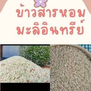 ข้าวอินทรีย์