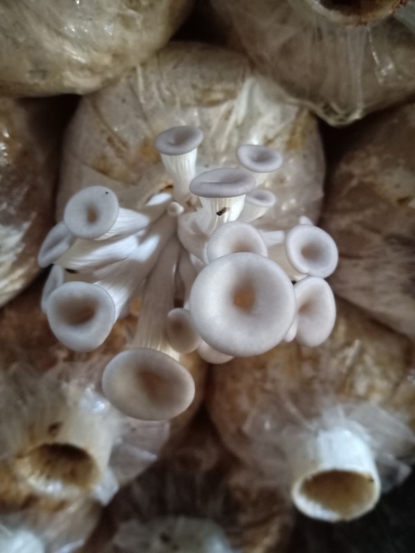 ร้านเห็ดเนื้อทอง