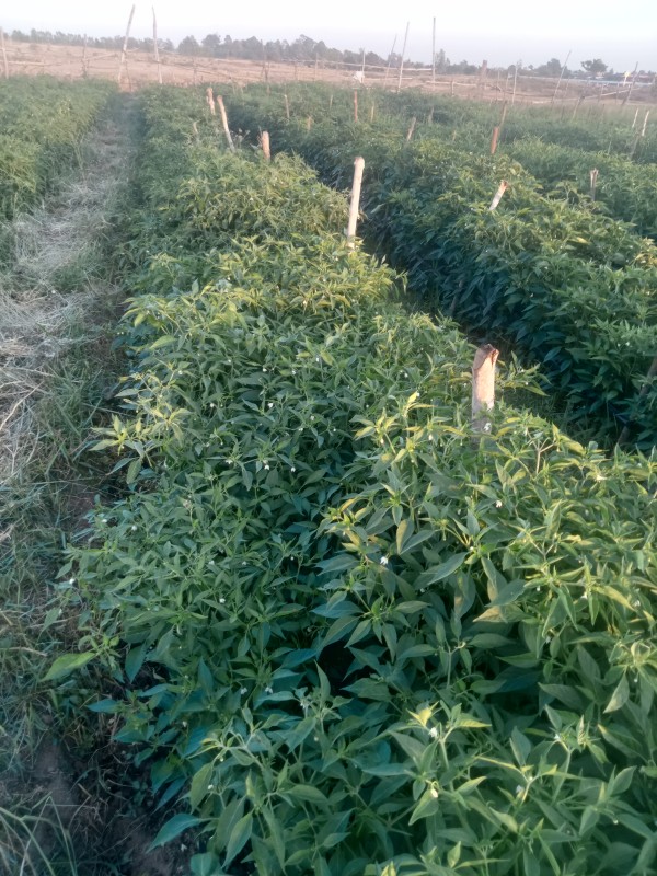 กลุ่มสตรีบ้านหัวนาคำใต้