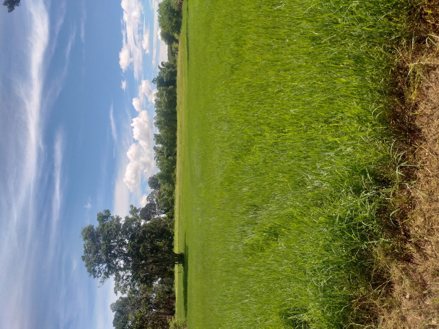 แพงโกล่า